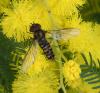 Episyrphus balteatus